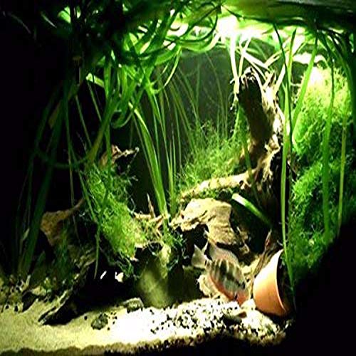 Jungle Vallisneria Spiralis Rooted Easy Background Live Aquarium Plants Decorations 3 Days Live Guaranteed by Mainam