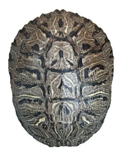 pond turtle shell (6-7 inches) (natural bone quality a) red eared slider real turtle shell - genuine - authentic