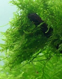aquarium plants galore live java moss
