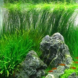 Mainam Giant Hairgrass | Eleocharis Vivipara Bundle Live Aquarium Plant for Freshwater Fish Tank Decoration 3 Days Live Guaranteed