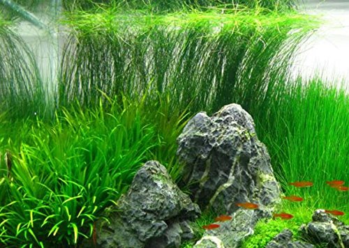 Mainam Giant Hairgrass | Eleocharis Vivipara Bundle Live Aquarium Plant for Freshwater Fish Tank Decoration 3 Days Live Guaranteed