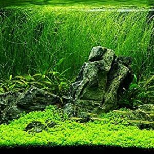 Mainam Giant Hairgrass | Eleocharis Vivipara Bundle Live Aquarium Plant for Freshwater Fish Tank Decoration 3 Days Live Guaranteed