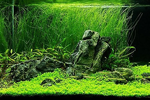 Mainam Giant Hairgrass | Eleocharis Vivipara Bundle Live Aquarium Plant for Freshwater Fish Tank Decoration 3 Days Live Guaranteed