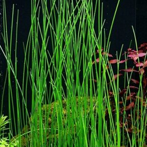 Mainam Giant Hairgrass | Eleocharis Vivipara Bundle Live Aquarium Plant for Freshwater Fish Tank Decoration 3 Days Live Guaranteed