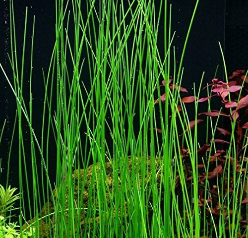 Mainam Giant Hairgrass | Eleocharis Vivipara Bundle Live Aquarium Plant for Freshwater Fish Tank Decoration 3 Days Live Guaranteed