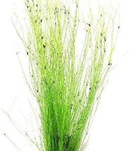 Mainam Giant Hairgrass | Eleocharis Vivipara Bundle Live Aquarium Plant for Freshwater Fish Tank Decoration 3 Days Live Guaranteed