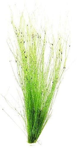 Mainam Giant Hairgrass | Eleocharis Vivipara Bundle Live Aquarium Plant for Freshwater Fish Tank Decoration 3 Days Live Guaranteed