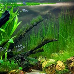 Mainam Giant Hairgrass | Eleocharis Vivipara Bundle Live Aquarium Plant for Freshwater Fish Tank Decoration 3 Days Live Guaranteed