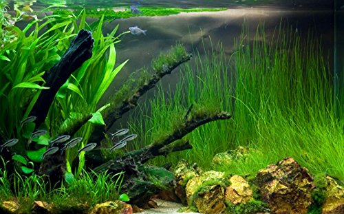 Mainam Giant Hairgrass | Eleocharis Vivipara Bundle Live Aquarium Plant for Freshwater Fish Tank Decoration 3 Days Live Guaranteed