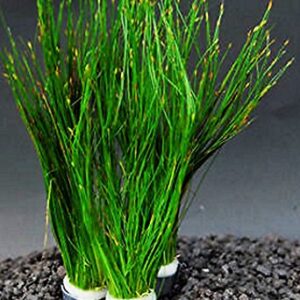 Mainam Giant Hairgrass | Eleocharis Vivipara Bundle Live Aquarium Plant for Freshwater Fish Tank Decoration 3 Days Live Guaranteed