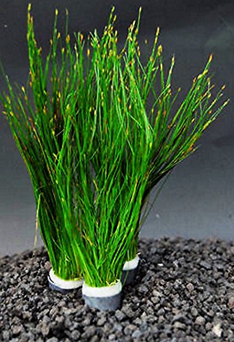 Mainam Giant Hairgrass | Eleocharis Vivipara Bundle Live Aquarium Plant for Freshwater Fish Tank Decoration 3 Days Live Guaranteed