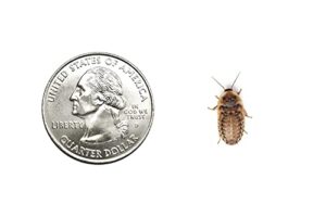 100 live small dubia roaches | live arrival is guaranteed | shipped in cloth bags
