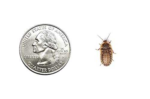 100 Live Small Dubia Roaches | Live Arrival is Guaranteed | Shipped in Cloth Bags