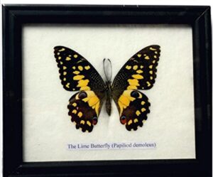 insectfarm framed real lime butterfly taxidermy and insect gift or collection