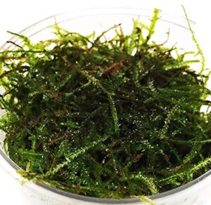 greenpro java moss live freshwater aquarium plants easy ready to grow
