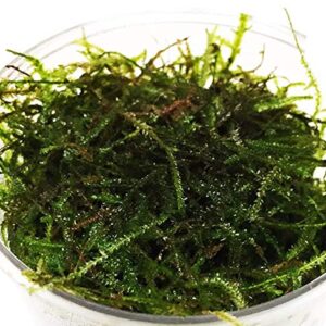 Greenpro Java Moss Live Freshwater Aquarium Plants Easy Ready to Grow