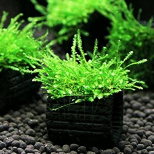 Greenpro Java Moss Live Freshwater Aquarium Plants Easy Ready to Grow