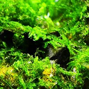 Greenpro Java Moss Live Freshwater Aquarium Plants Easy Ready to Grow