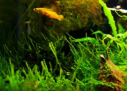 Greenpro Java Moss Live Freshwater Aquarium Plants Easy Ready to Grow