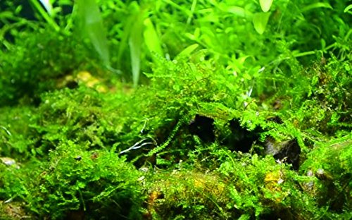 Greenpro Java Moss Live Freshwater Aquarium Plants Easy Ready to Grow