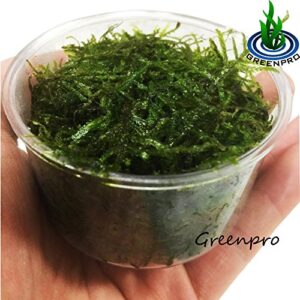 Greenpro Java Moss Live Freshwater Aquarium Plants Easy Ready to Grow