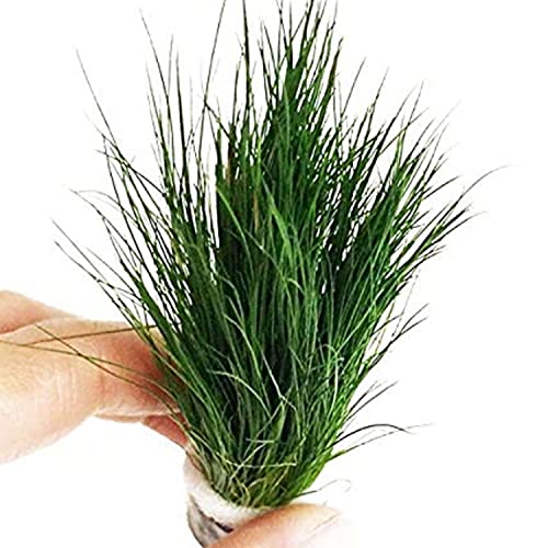 Dwarf Hairgrass Easy Live Aquarium Freshwater Plants Decorations 3 Days Live Guaranteed by Mainam