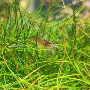 Dwarf Hairgrass Easy Live Aquarium Freshwater Plants Decorations 3 Days Live Guaranteed by Mainam