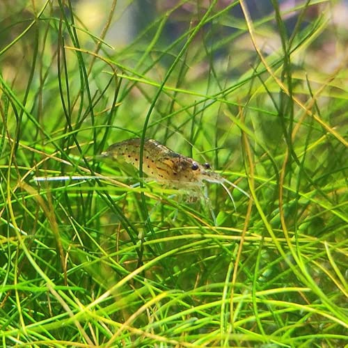 Dwarf Hairgrass Easy Live Aquarium Freshwater Plants Decorations 3 Days Live Guaranteed by Mainam