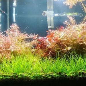 Dwarf Hairgrass Easy Live Aquarium Freshwater Plants Decorations 3 Days Live Guaranteed by Mainam