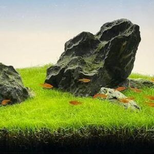 Dwarf Hairgrass Easy Live Aquarium Freshwater Plants Decorations 3 Days Live Guaranteed by Mainam