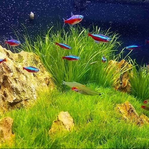 Dwarf Hairgrass Easy Live Aquarium Freshwater Plants Decorations 3 Days Live Guaranteed by Mainam