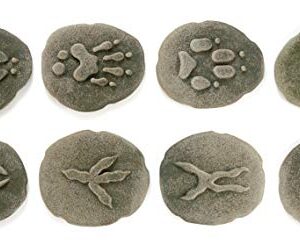 Yellow Door Let’s Investigate Woodland Footprints Double Sided Stones with Animal Tracks and Animal Picture, Create Fun Animal Games with Fossil Set, Stone, Set of 8, Toddler Toys for 3 Years & Up