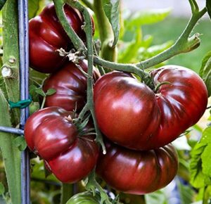 30+ giant black krim tomato seeds, heirloom non-gmo, low acid, indeterminate, open-pollinated, sweet, super delicious, from usa