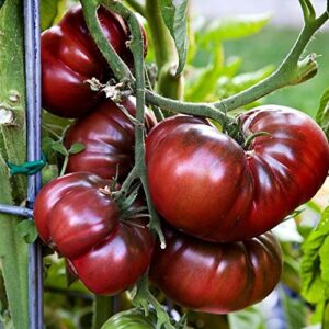 30+ Giant Black Krim Tomato Seeds, Heirloom Non-GMO, Low Acid, Indeterminate, Open-Pollinated, Sweet, Super Delicious, from USA