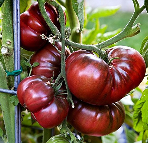 30+ Giant Black Krim Tomato Seeds, Heirloom Non-GMO, Low Acid, Indeterminate, Open-Pollinated, Sweet, Super Delicious, from USA