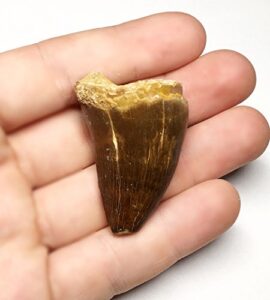 massive mosasaurus tooth fossil - genuine - dinosaur that swam!