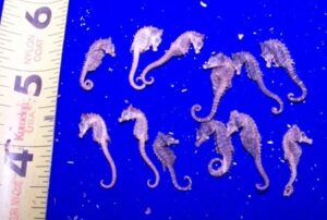 bulk dried common seahorse real sea horse craft supplies aqua farmed - tiny - under 1" (25 pieces)