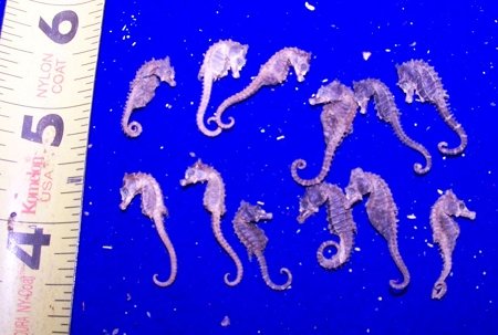 Bulk Dried Common Seahorse Real Sea Horse Craft Supplies AQUA FARMED - TINY - Under 1" (25 PIECES)