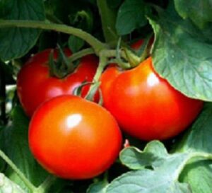 50 seeds of better boy tomato seeds