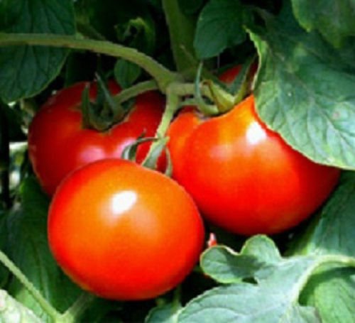 50 Seeds of Better Boy Tomato Seeds