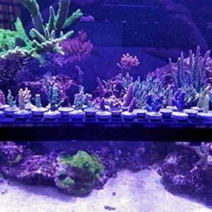 Oceans Wonders N52 Mag Rack Pro Magnetic Coral Frag Rack Holds Up To 30 Frag Plugs