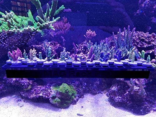 Oceans Wonders N52 Mag Rack Pro Magnetic Coral Frag Rack Holds Up To 30 Frag Plugs