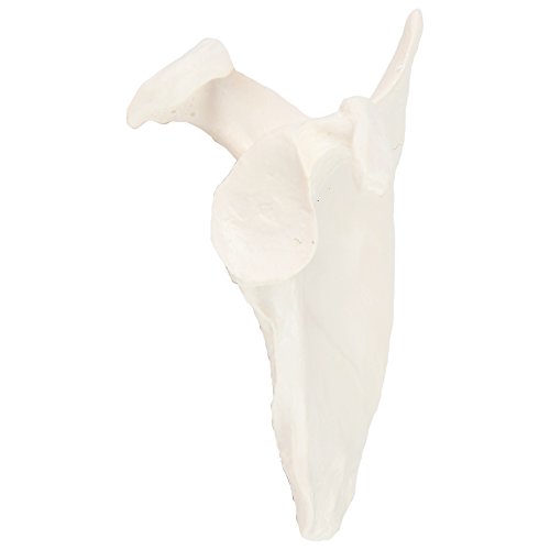 Axis Scientific Shoulder Anatomy Model of Left Scapula Bone | Shoulder Blade Model Details Skeletal Anatomy of Scapula | Scapula Model Shows Bony Landmarks and Anatomical Detail