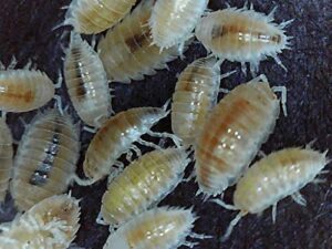 critters direct dwarf white isopods (qty-100)