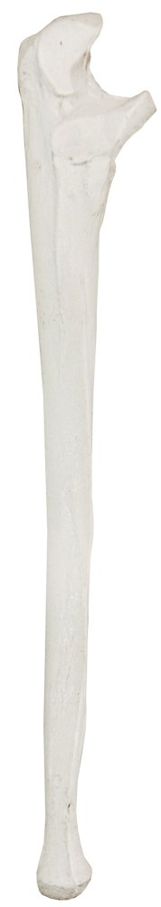 Axis Scientific Ulna Bone Model | Left | Cast from a Real Human Ulna Bone l Forearm Bone Model Has Realistic Texture and Important Bony Landmarks