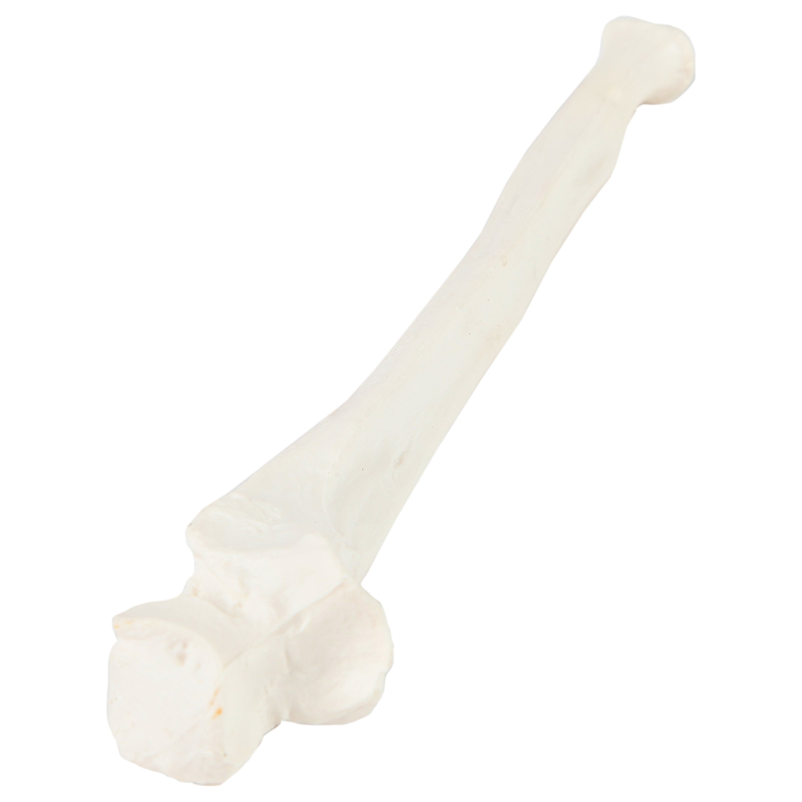 Axis Scientific Ulna Bone Model | Left | Cast from a Real Human Ulna Bone l Forearm Bone Model Has Realistic Texture and Important Bony Landmarks