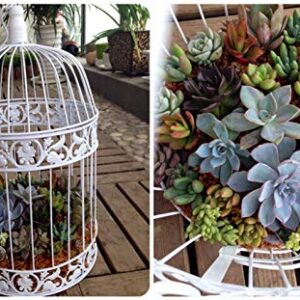 PET SHOW Round Birdcages Wedding Gift Cards Holder Metal Wall Hanging Bird Cage for Small Birds Party Indoor Ourdoor Decoration 10.6“ Black Pack of 1