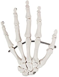 axis scientific skeletal hand | left | fully articulated flexible hand skeleton is secured with quality wire to demonstrate movement | includes product manual