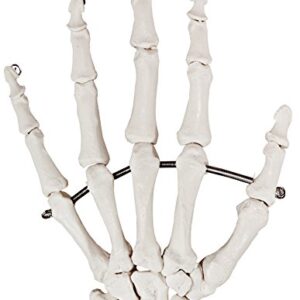 Axis Scientific Skeletal Hand | Left | Fully Articulated Flexible Hand Skeleton is Secured with Quality Wire to Demonstrate Movement | Includes Product Manual