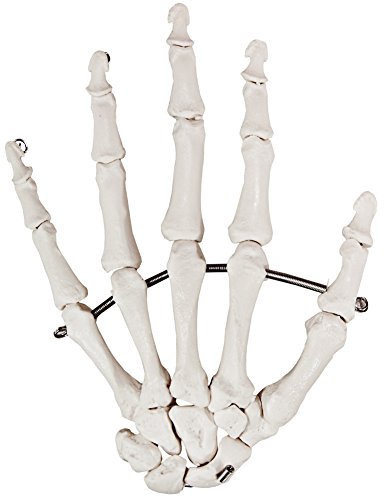 Axis Scientific Skeletal Hand | Left | Fully Articulated Flexible Hand Skeleton is Secured with Quality Wire to Demonstrate Movement | Includes Product Manual